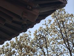 -灵谷景区