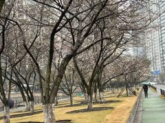 -西北湖绿化广场