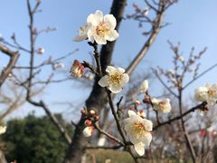 -林屋梅海青梅保护基地