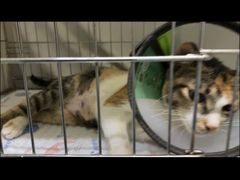 -瑞派旺宝宠物医院·犬猫全科综合·尿道专科(莲兴院)