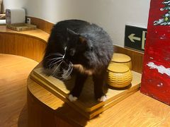 -有猫主题·治愈系猫咖(曾厝垵店)