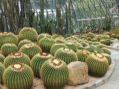 -深圳仙湖植物园