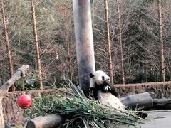 -都江堰中华大熊猫苑