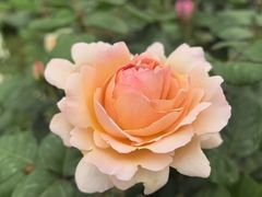 -都江堰玫瑰花溪谷