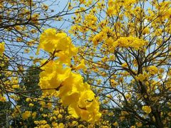 -南宁花花大世界景区