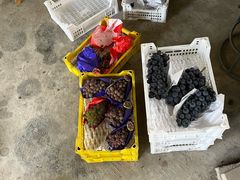 -马陆小张葡萄园农家乐