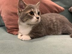-袖虎·猫馆(体育西路店)