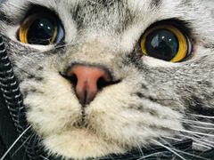 -菲尔斯特宠物医院