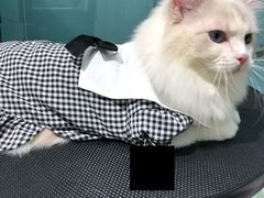-老吴的猫·猫舍(新区店)