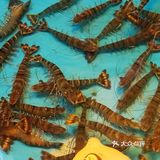 【广海🦐海鲜】
