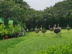 -广州长隆飞鸟乐园