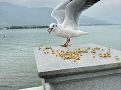 -海埂大坝