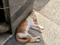 -西园寺素食(西园弄戒幢律寺店)