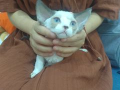 -山宅一喵德文卷毛猫舍