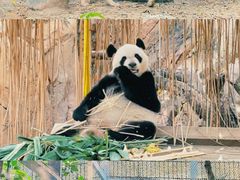 -广州长隆野生动物世界