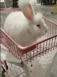 -萌兔星空蹦床撸兔馆