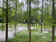 -黄海国家森林公园