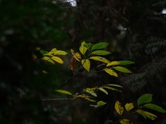 -铁山坪森林公园