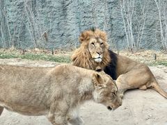 -北京野生动物园