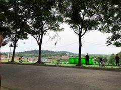 -大塘金香草谷