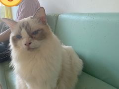 -猫在这儿猫咪咖啡馆·撸猫馆