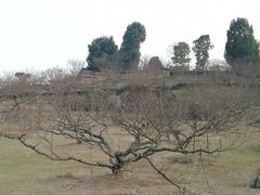 -秀丽东方