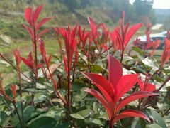 -南宁良凤江国家森林公园