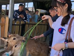 -鹿境梅花鹿生态园区