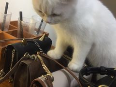 -喵屋coffee