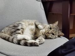 -北京恒爱动物医院(清景园分院)