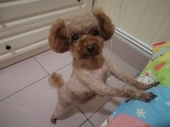 -瑞鹏宠物医院·爱宠堂(环西分院)