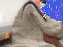 -菲丽丝宠物医院·24小时·猫科中心·免疫点(淮海分院)