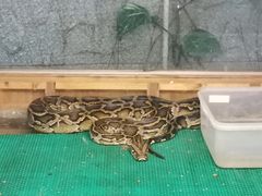 -上海大自然野生昆虫馆(东方明珠·爬宠昆虫探索中心)