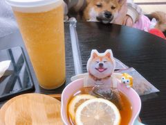 -逗柴咖啡屋·狗咖猫咖宠物桌游