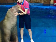 -烟台海昌鲸鲨海洋公园