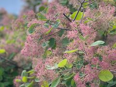 -北京西山国家森林公园