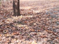 -上海共青森林公园