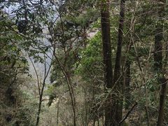 -天目山大树王景区