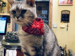 -猫色咖啡·猫咖