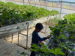 -甜心庄园·甜心草莓采摘园(西青中北店)