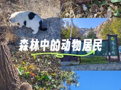 -北京凤凰岭
