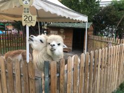 -萌宠亲子动物乐园(槐房万达店)