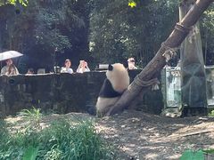 -都江堰中华大熊猫苑