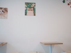 -有喵·猫咖·狗咖·30几只猫10只小狗(岗厦店)