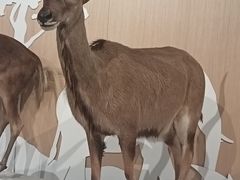 -陕西自然博物馆