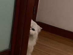 -喵汪萌宠屋旗舰店.洗澡美容.猫狗基地