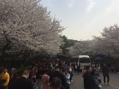 -武汉大学-樱园