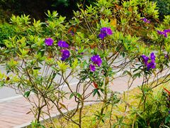 -火炉山森林公园