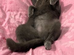 -芭比堂爱心动物医院·心脏科·犬猫内科(越城可乐分院)