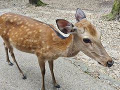 -奈良公园
